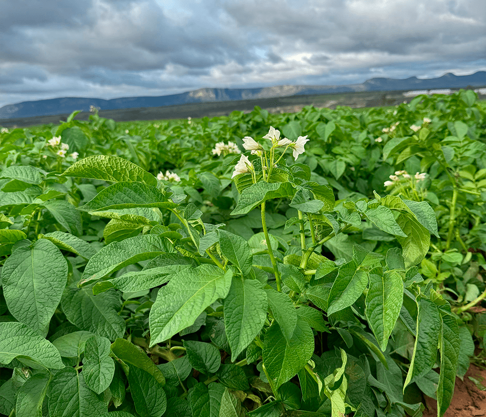 Batatas-semente de qualidade - Brasil Solanum
